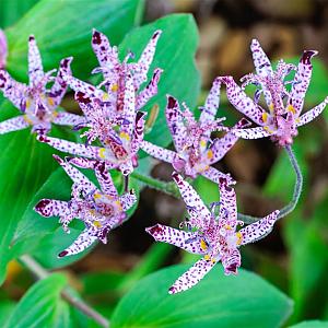 Tricyrtis hirta Pot 9cm.