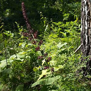 Veratrum nigrum Pot 9cm.