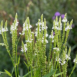 Verbena hastata 'Alba' Pot 9cm.
