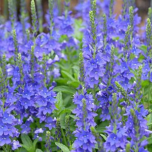 Veronica austriaca Pot 9cm.