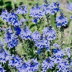 Veronica austr. 'Knallblau' Pot 9cm.