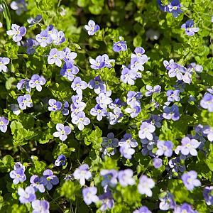 Veronica repens Pot 9cm.