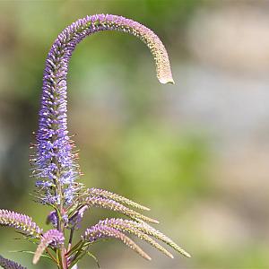 Veronicastrum virg. 'Lavendelturm' Pot 9cm.
