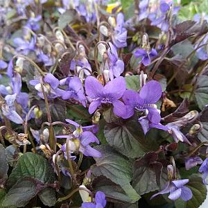 Viola labradorica Pot 9cm.