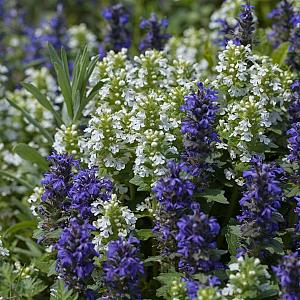 Ajuga reptans 'Alba' Pot 9cm.