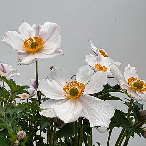 Anemone hybrida Container 5lt.