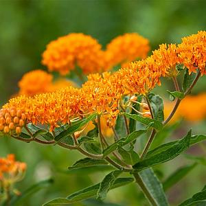 Asclepias tuberosa Pot 9cm.