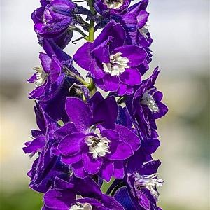 Delphinium (P) 'King Arthur' Pot 9cm.