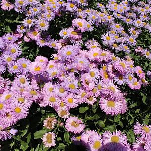 Erigeron 'Rosa Juwel' Pot 9cm.