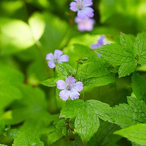 Geranium nodosum Pot 9cm.