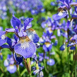 Iris sib. 'Perry's Blue' Pot 9cm.