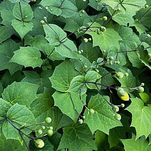 Kirengeshoma palmata Pot 9cm.