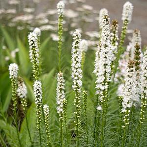 Liatris spicata 'Alba' Pot 9cm.
