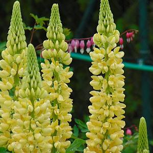 Lupinus 'Chandelier' Pot 9cm.