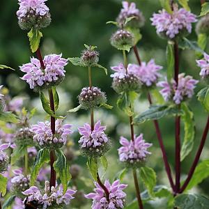 Phlomis tuberosa Pot 9cm.