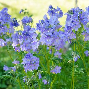 Polemonium caeruleum Pot 9cm.