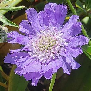 Scabiosa cauc. 'Clive Greaves' Pot 9cm.
