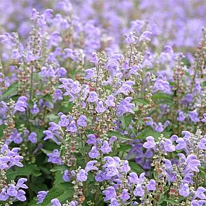 Scutellaria incana Pot 9cm.