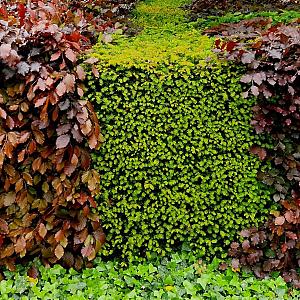 Fagus sylvatica 'Atropunicea' Kale wortel 40/60cm.