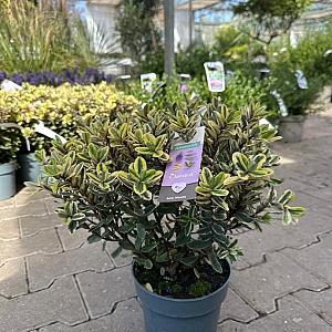Hebe ad. 'Classica' Container 3lt. 20/30cm.