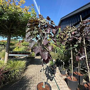 Cercis canadensis 'Ruby Falls' Container 25lt. 180cm. stam