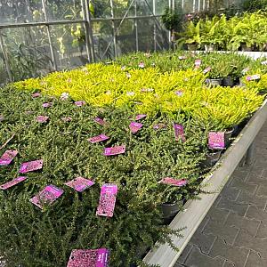 Erica darleyensis Container 1,3lt.