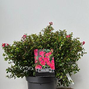 Escallonia 'Red Dream' Container 3lt.