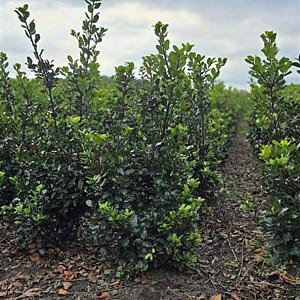 Ilex meserveae 'Blue Prince' Kluit 40/60cm.