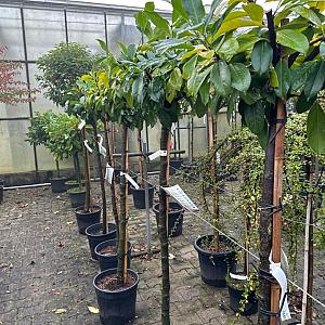 Prunus l. 'Etna' Container 25lt. 10/12cm. stam 200cm.