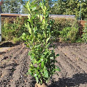 Prunus l. 'Novita' Kluit 100/125cm.