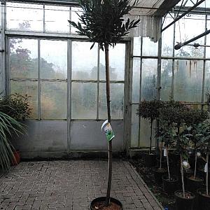 Prunus l. 'Otto luycken' op stam Container 25lt. 8/10cm.
