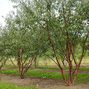 Prunus serrula Meerstammig Draadkluit 300/350cm. Meerstammig