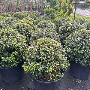 Osmanthus burkwoodii Bolvorm Container 50lt. 60/70cm.