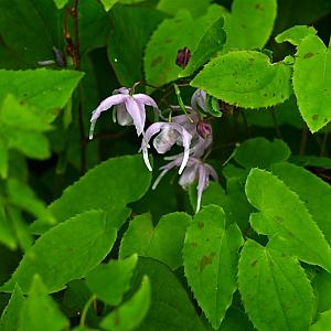 Epimedium grandiflorum Pot 9cm.