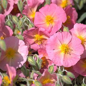 Helianthemum 'Lawrenson's Pink' Pot 9cm.