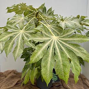 Fatsia jap. 'Spiders Web' Container 7,5lt. 40/45cm.