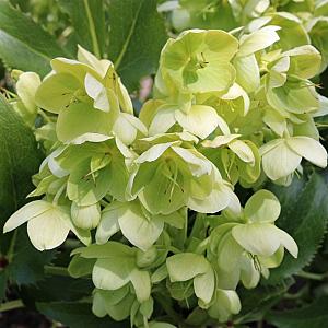 Helleborus argutifolius Pot 9cm.