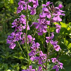 Hesperis matronalis Pot 9cm.