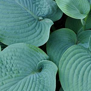Hosta 'Blue Angel' Pot 9cm.