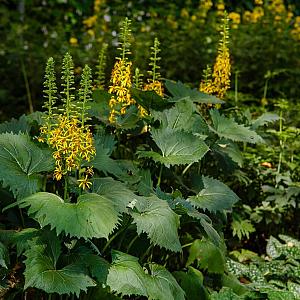 Ligularia przewalskii Pot 9cm.