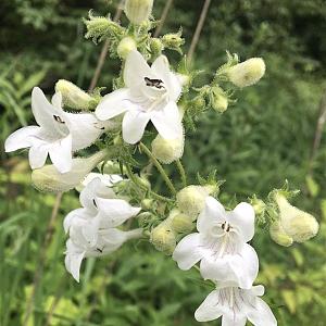 Penstemon 'White Bedder' Pot 9cm.