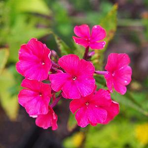 Phlox (P) 'Starfire' Pot 9cm.