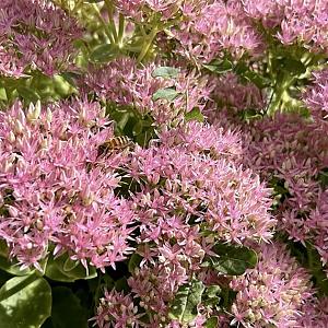 Sedum 'Carl' Pot 9cm.