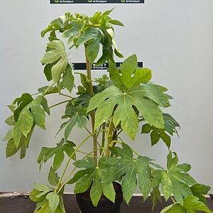 Fatsia japonica Container 10lt. 60/80cm.