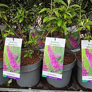 Buddleja dav. 'African Queen' Container 3lt.