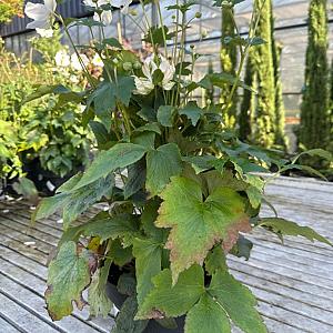 Anemone hybrida Container 3lt.