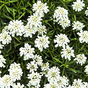 Iberis semp. 'Schneeflocke' Pot 9cm.