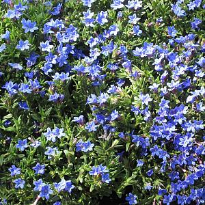 Lithodora diffusa 'Heavenly Blue' Pot 9cm.