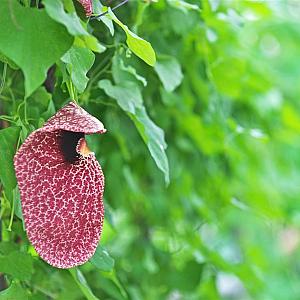 Aristolochia macrophylla Container 2lt. 80/100cm.