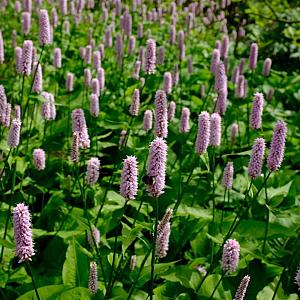 Persicaria bistorta 'Superba' Pot 9cm.